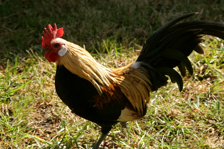 an adult rooster walking in the grass