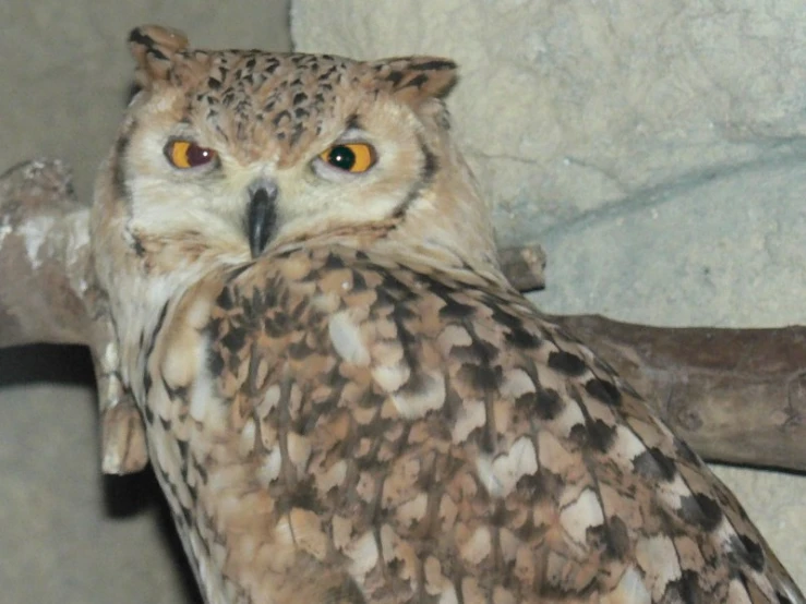 a large brown owl standing on top of a nch