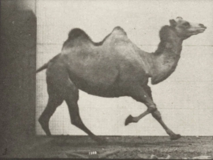 the camel is galloping around and being led by two people