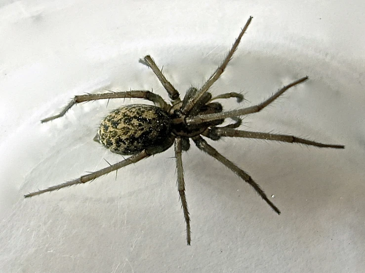 a large spider sitting on top of a white surface