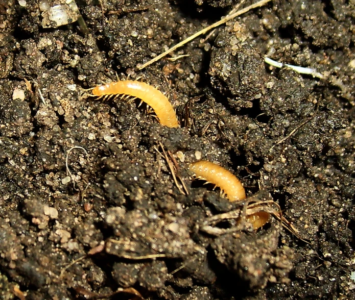 a couple of small yellow worms on a dirt ground