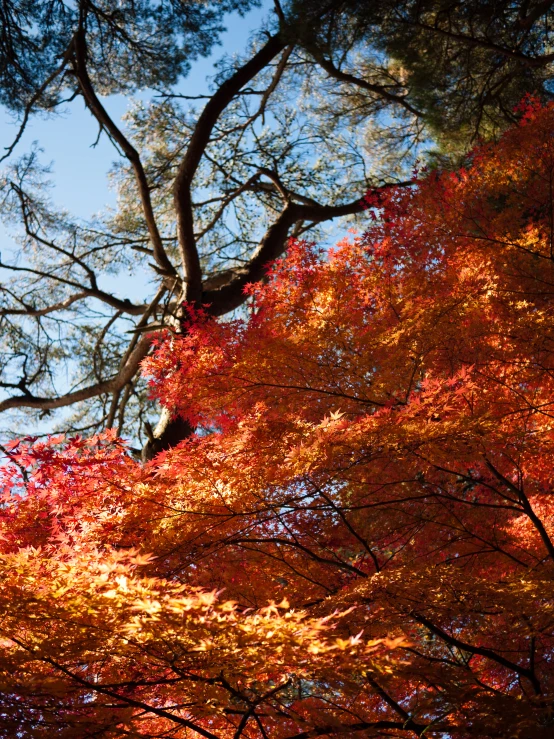 a tree that has some leaves on it