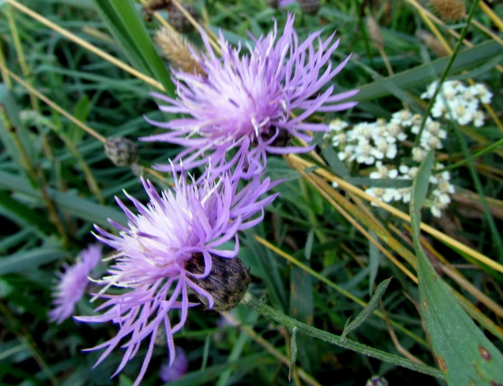 a small purple flower with little white flowers