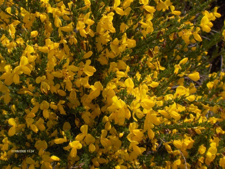 closeup of a small shrub with yellow flowers