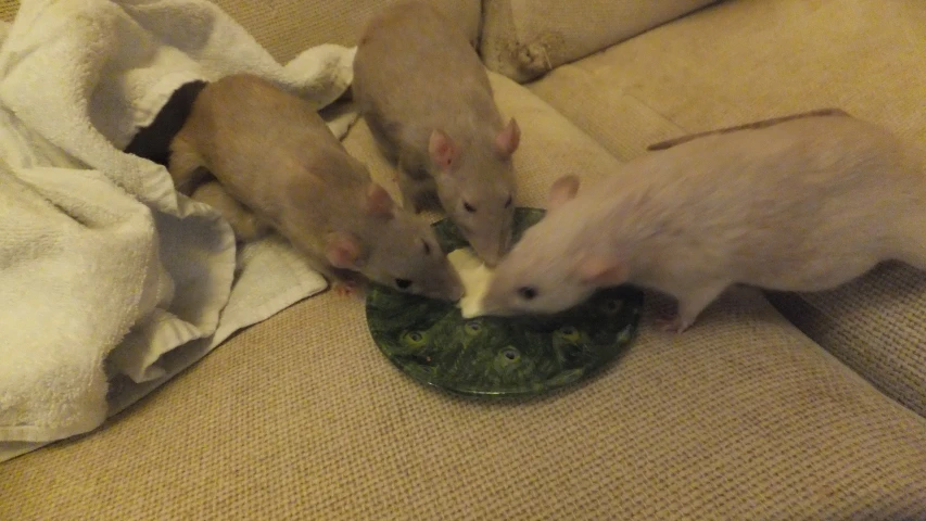 two mice sit in a green plate with other rodens on the couch
