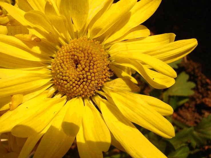 the back of a yellow flower with it's center surrounded by green leaves