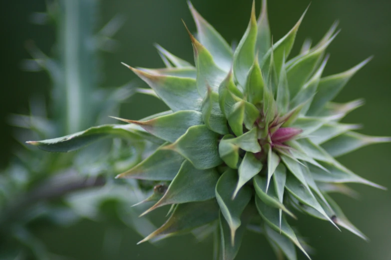 the underside of an asparagus plant