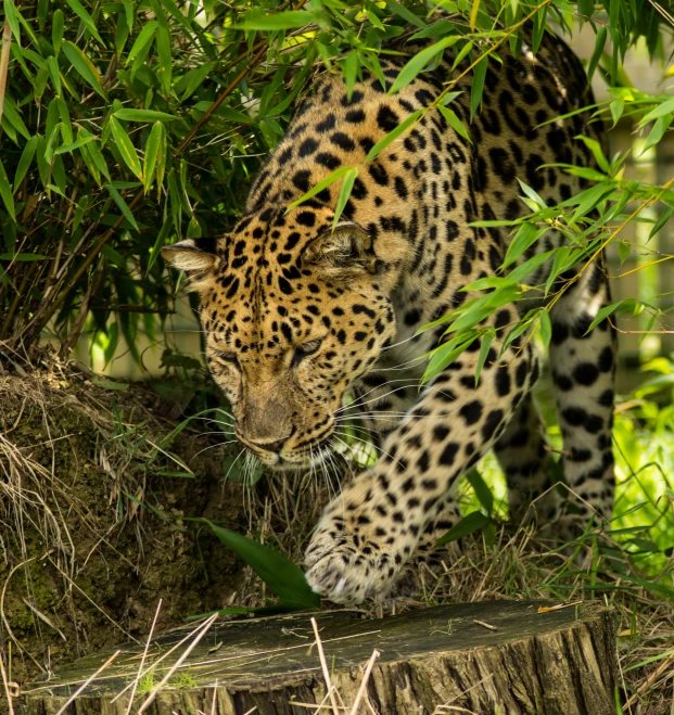 a leopard is walking over some grass and trees