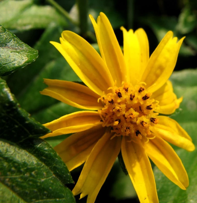 yellow flower with lots of small buds on it