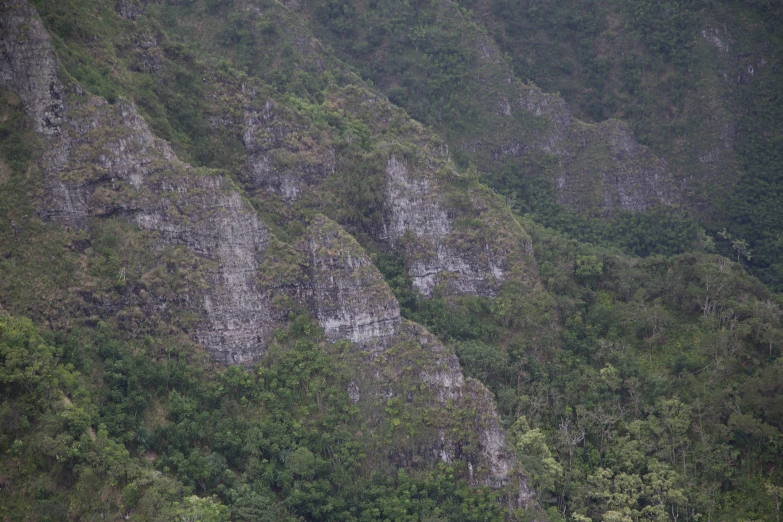 green trees on a mountain with brown and yellow colored rock wall