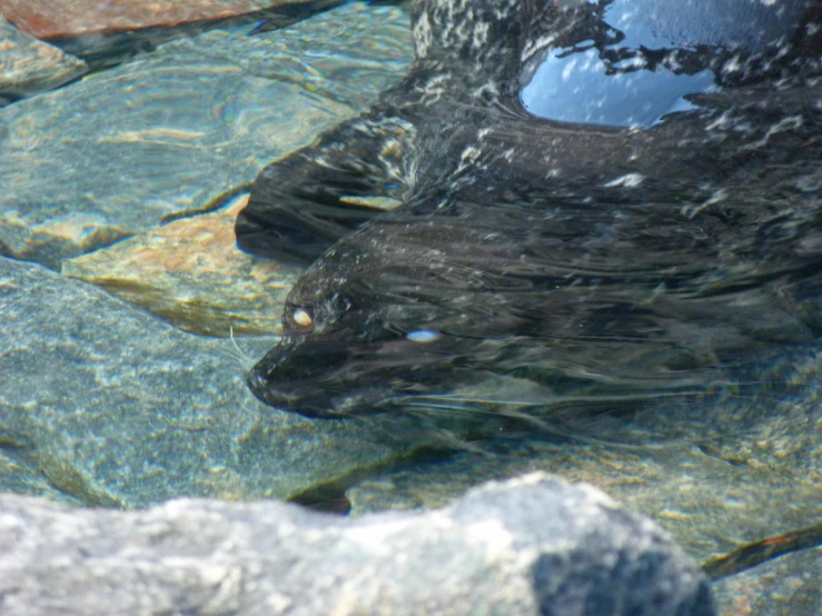 the view of a large animal head in water