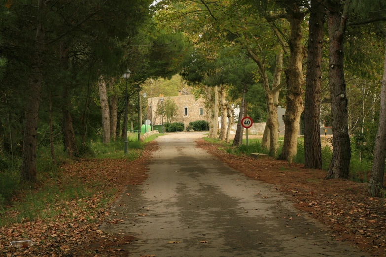 a path in the middle of the woods with trees growing over it