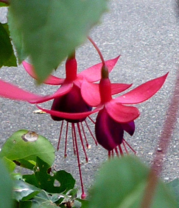 a very pretty red flower with large stems