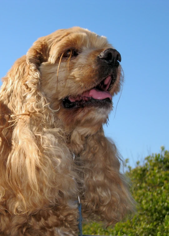 dog in the back of a car sticking its tongue out