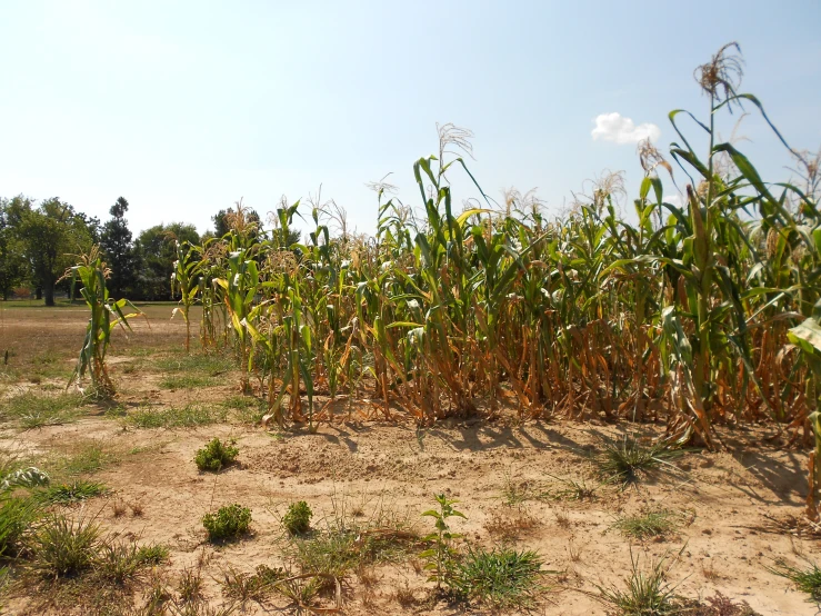 a field of corn near a forest