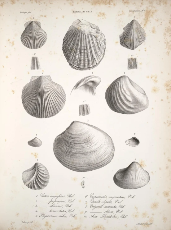 a book of shellfish with other shells