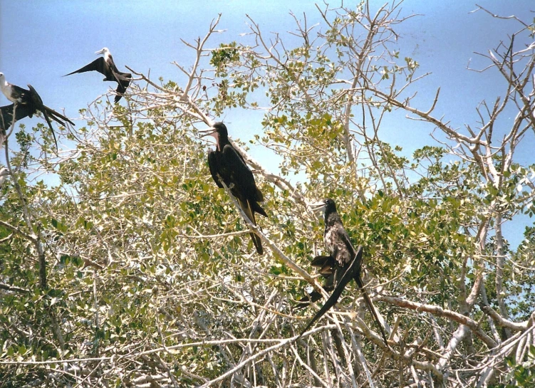 several birds are perched on the nches of some trees