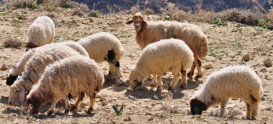 there are many wooly sheep and their offspring grazing