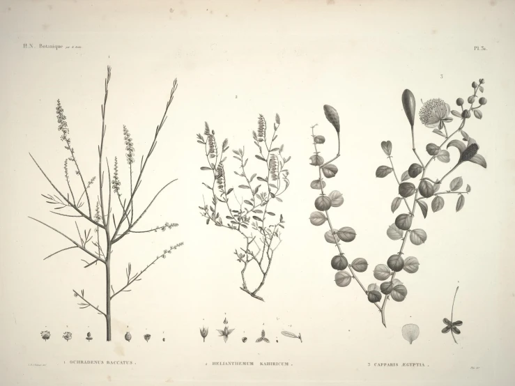 this is four different types of plants in black and white