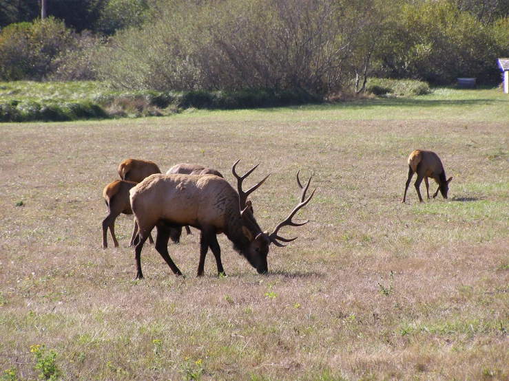 some very cute big antlers in the grass