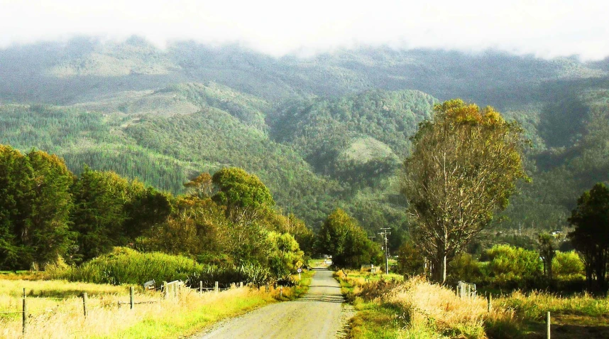 some trees bushes grass grass and a dirt road