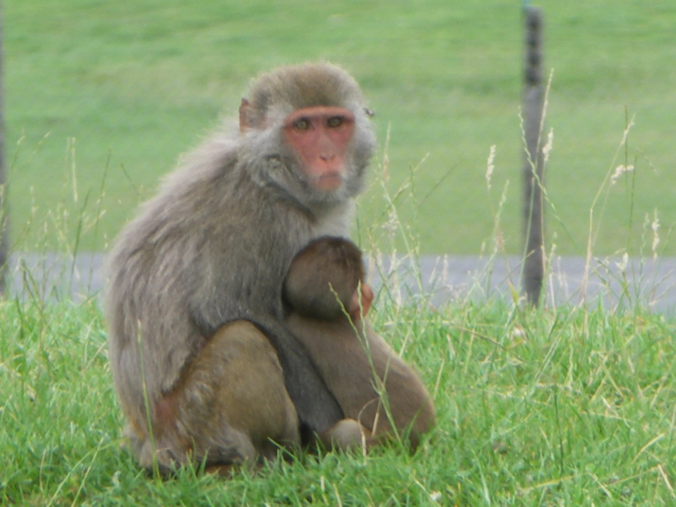 a monkey sits in the grass with a young one