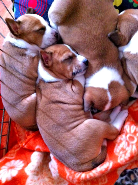 two puppies snuggling while resting in the bottom of an animal bed
