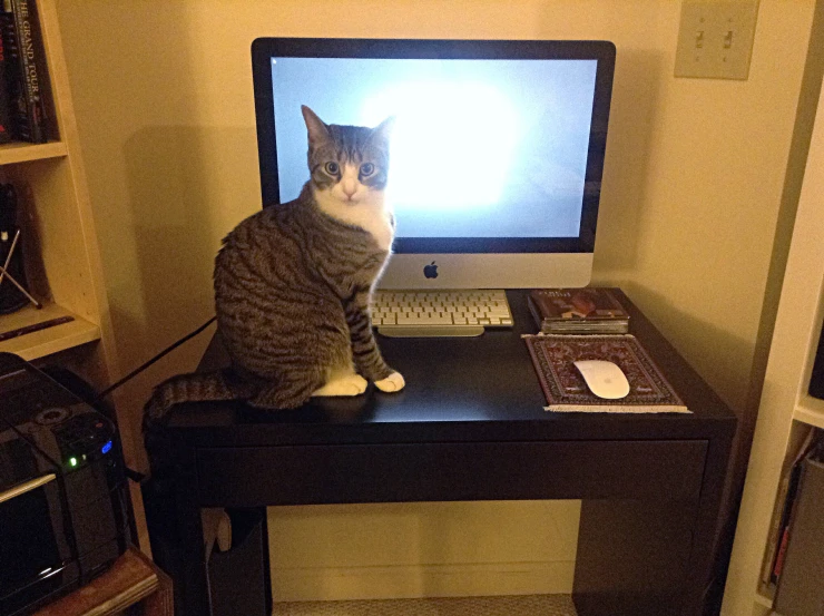 cat sitting on wooden desk with computer in background