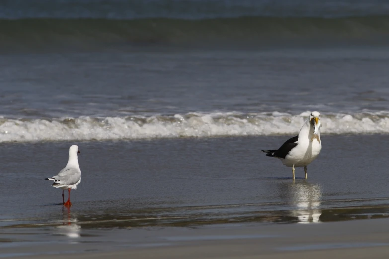 two birds walking along the edge of a wet beach