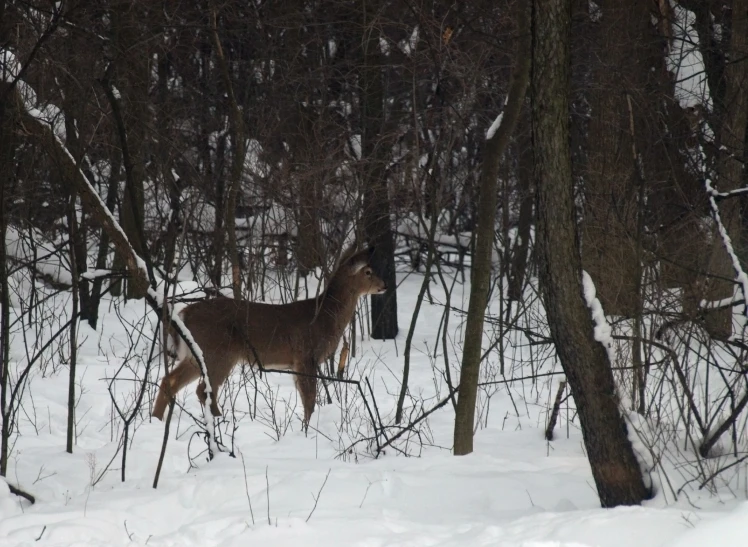 a deer is standing in the middle of some trees