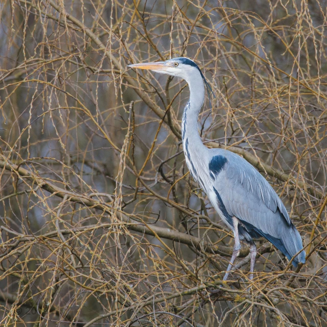 a blue heron is standing in the leaves