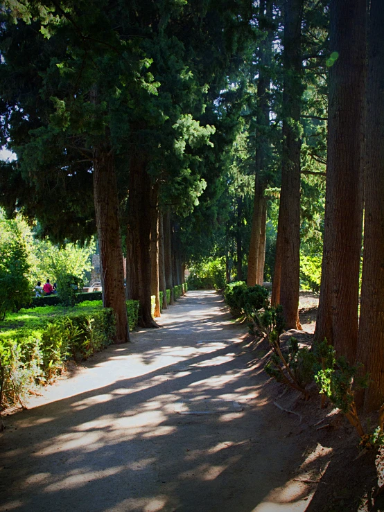 some trees and people walking down a path