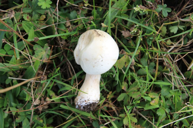 white mushrooms, growing up amongst the green vegetation