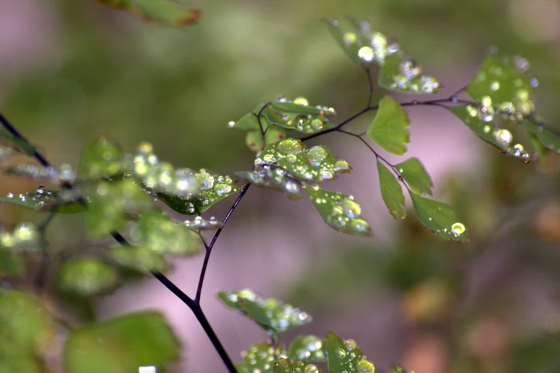 close up of leaves in the rain on a sunny day