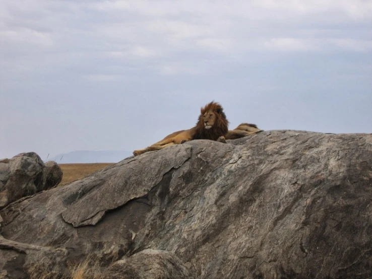 two lions laying on the edge of a large rock