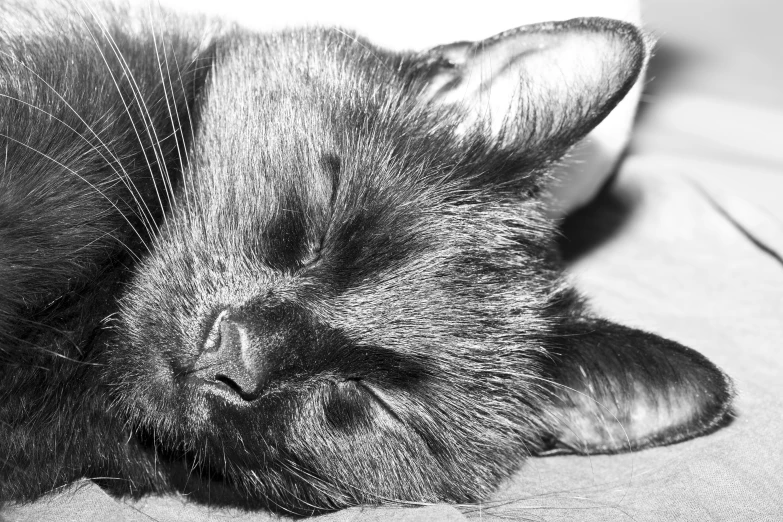 black cat laying on top of a bed sleeping