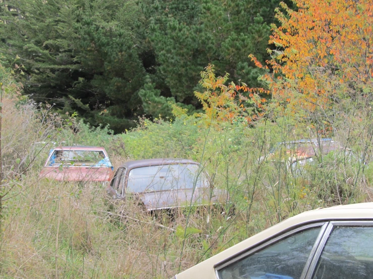 three old rusted cars sit in the grass on the side of a road