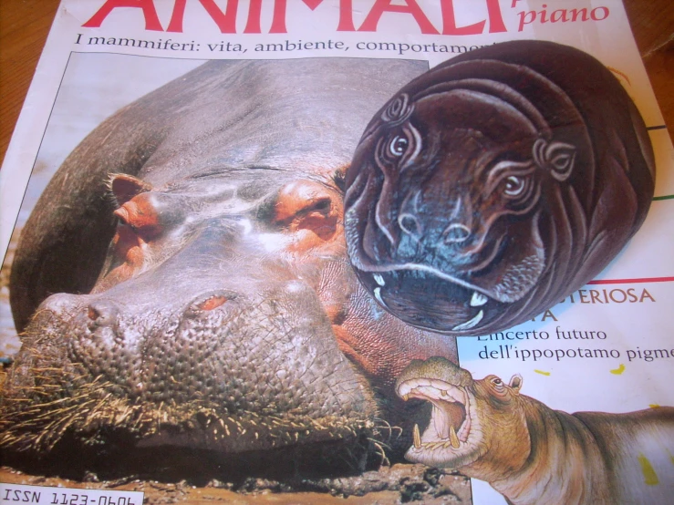 a magazine with some pictures of a hippopotamus