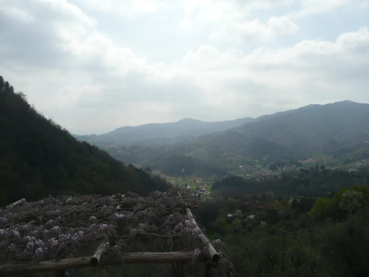 some hills and hills with flowers and trees