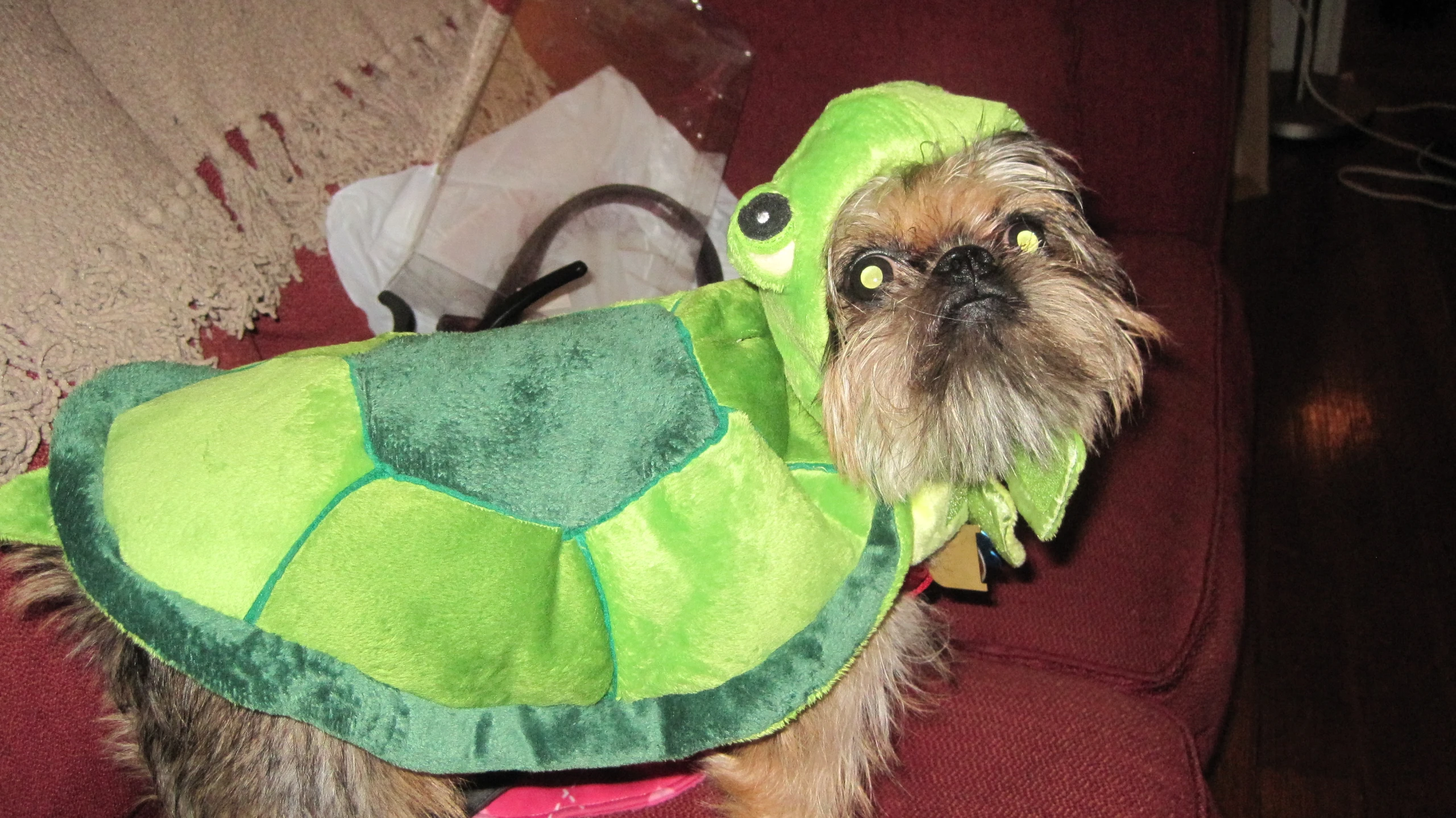 a small dog is dressed up in an adorable turtle costume