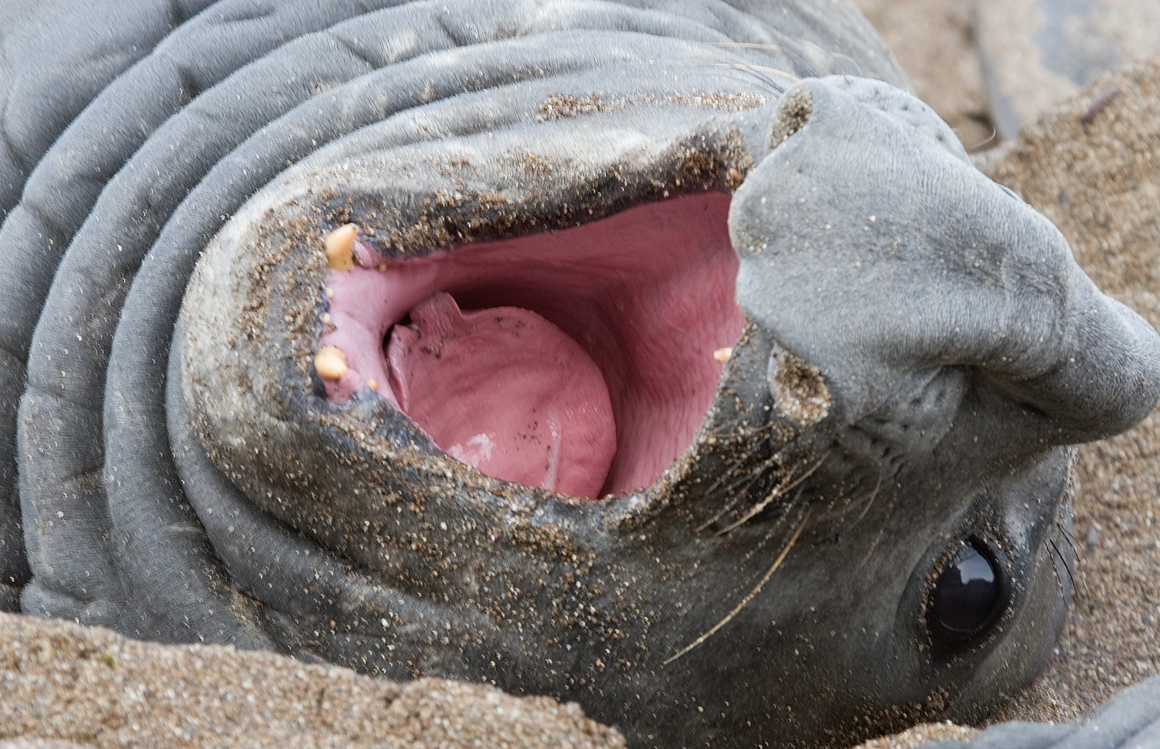an animal with its mouth open on a beach