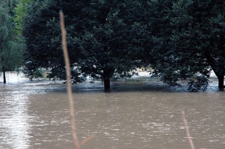 the two trees are standing in flood water