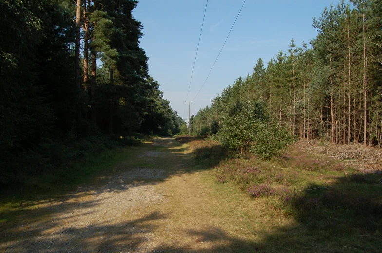 the forest trail winds through tall green and dead trees