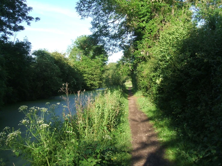 an area next to the river that has a few trees and bushes growing on the side