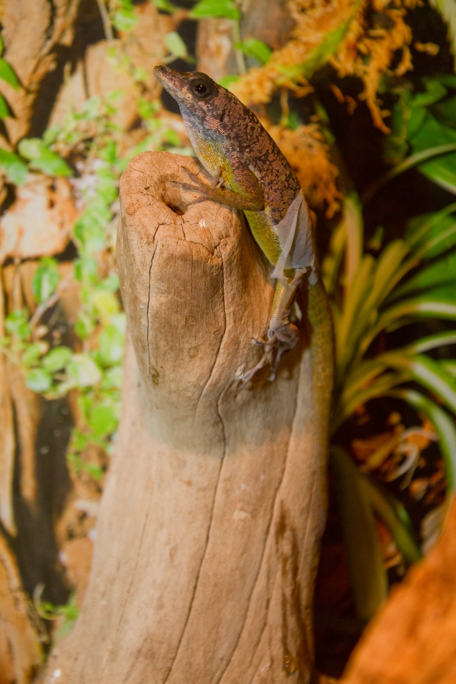 there is a lizard that is sitting on a stump