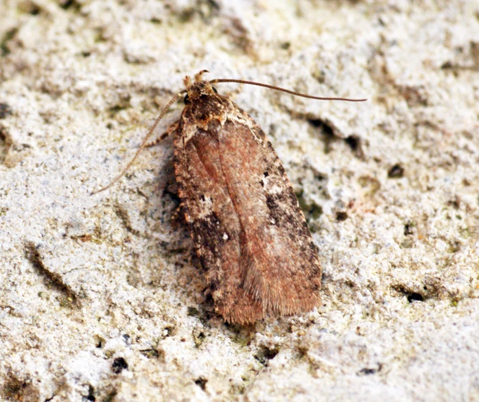 this is a picture of a moth on cement