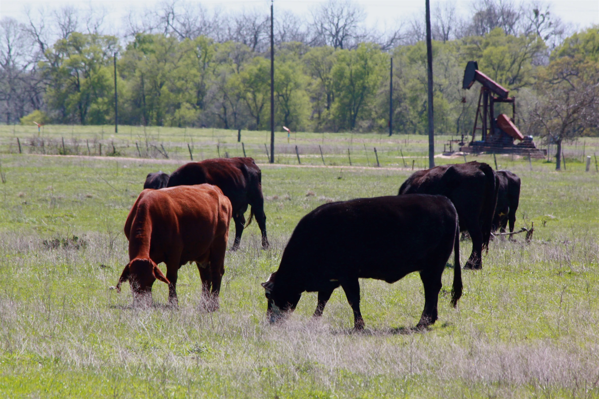 four cows eating grass in an open field