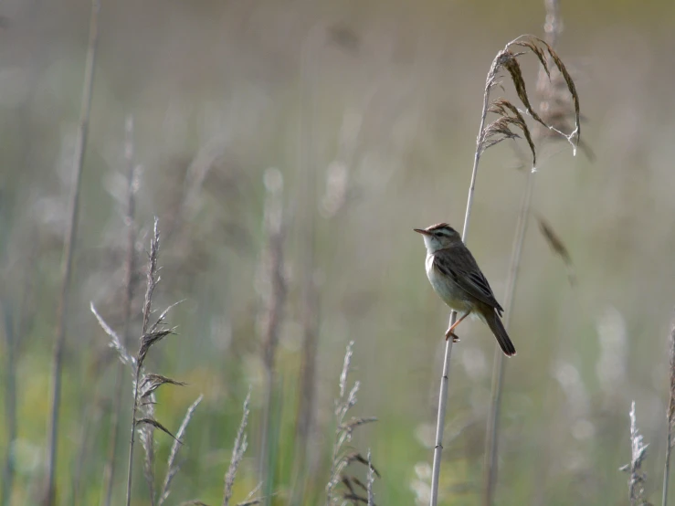 a bird sitting on top of a plant on top of a field