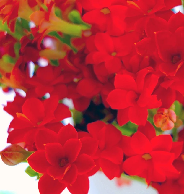 a bushel of red flowers sits in a white vase