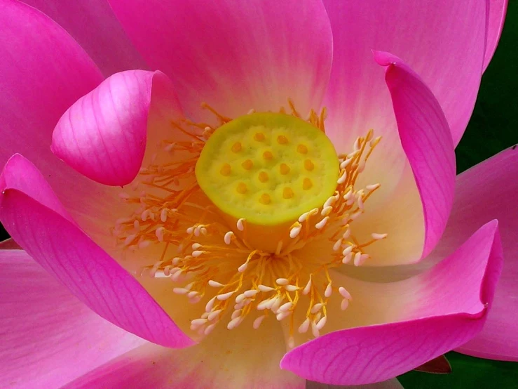 a pink flower that is blooming from its center